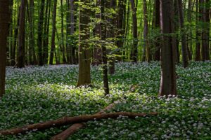 Wilde Vitamine – essbare Wildkräuter