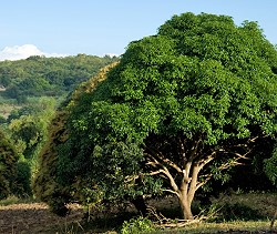 Mangoholz Mangobaum